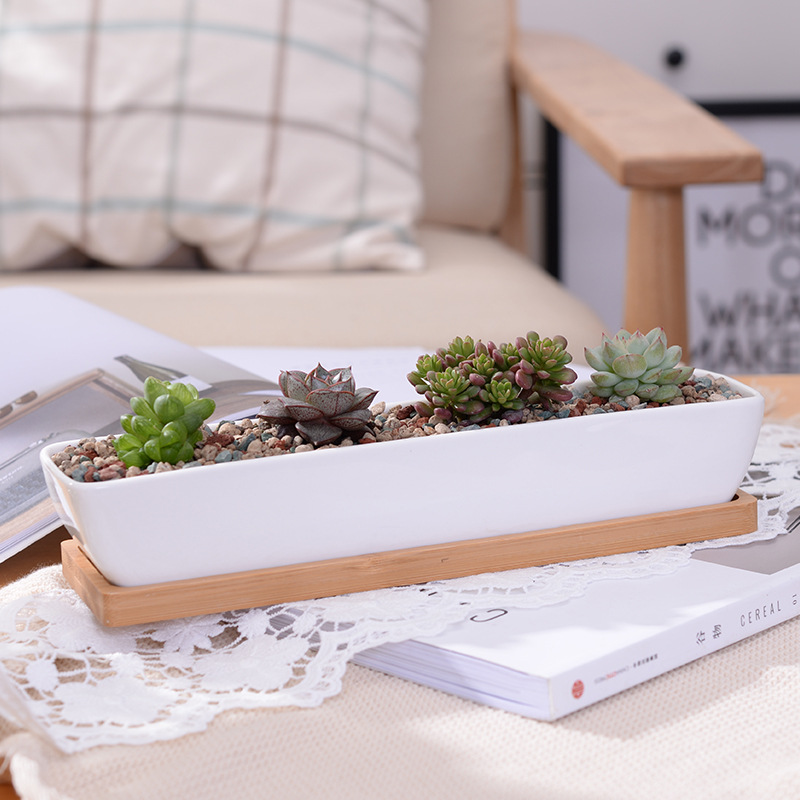 Mini Bonsai Zen Garden - Long Rectangle White Ceramic Succulent Planter