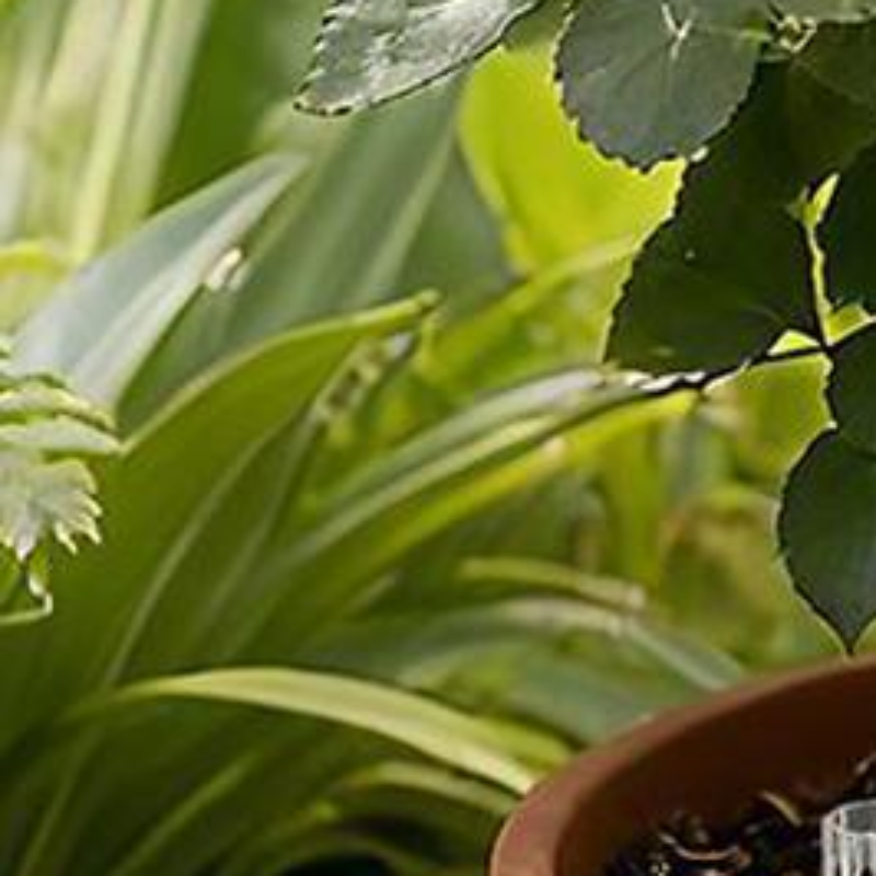 Bonsai Garden Youtube - Potted Plant Root Aeration Pipes Drainage