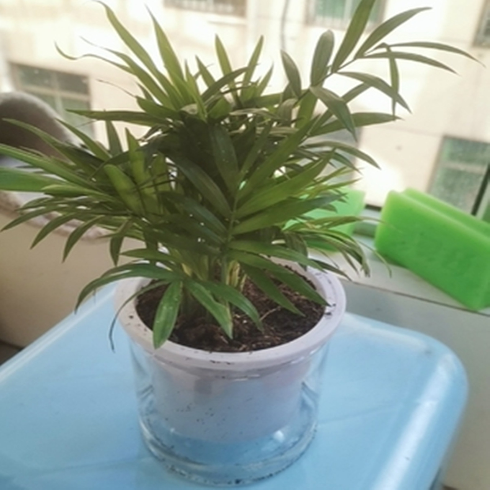 Self Watering Planter Pots Min - огляд і ціна Mini Bonsai Zen Garden
