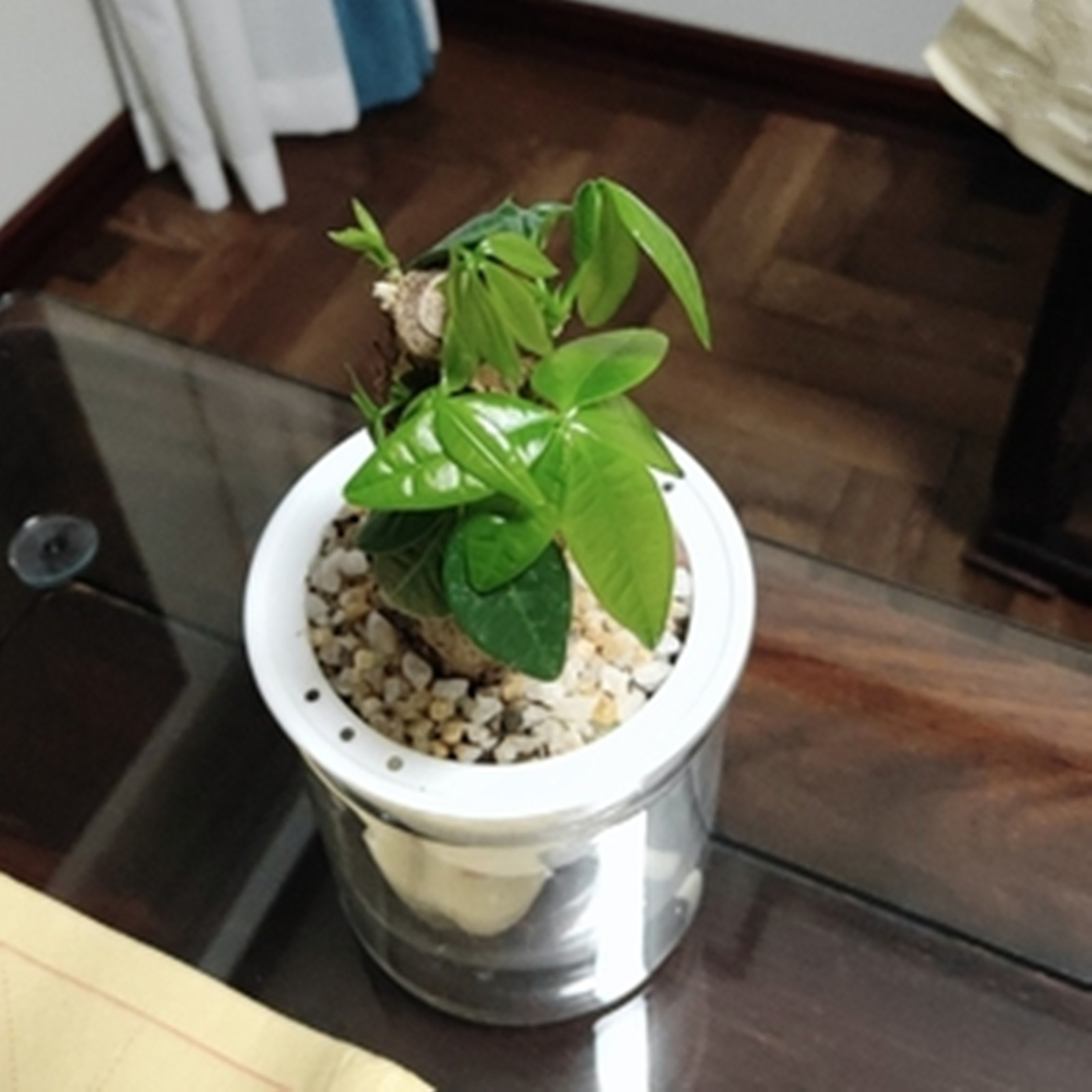 Self Watering Planter Pots Min - огляд і ціна Mini Bonsai Zen Garden